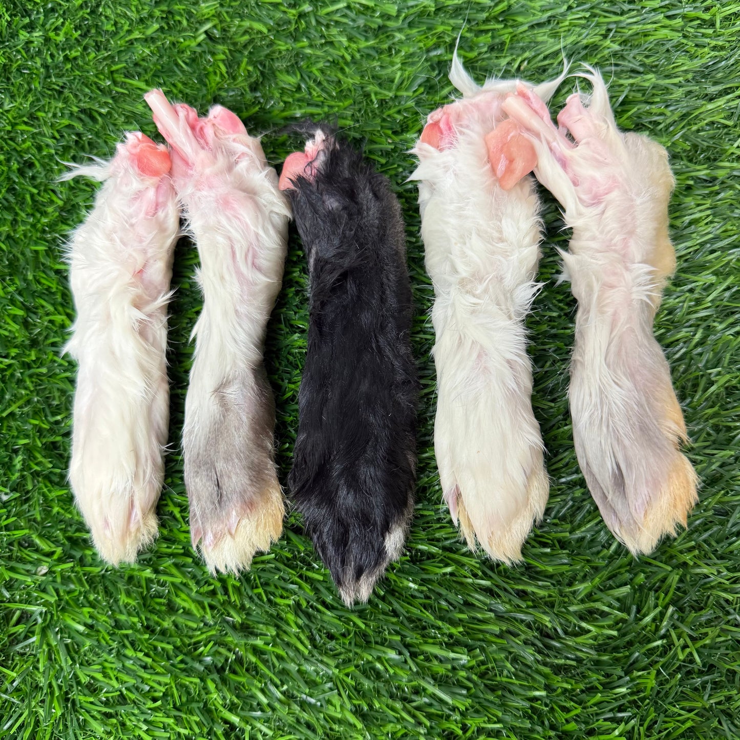 Raw Rabbit Feet